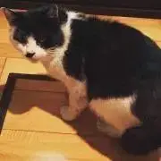 てんぷらの画像