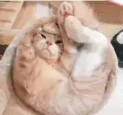 nicの画像