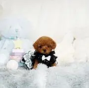 coco
