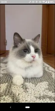 にゃろめの画像