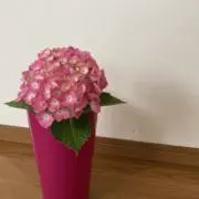 HEIBON☆MAMA  即日発送！の画像