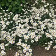 くるみの画像