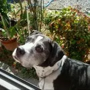 tomo
