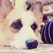 えす！の画像