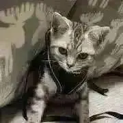 k.bの画像