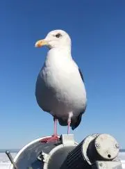 tkの画像