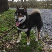 Hissy