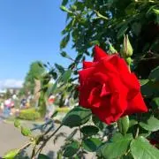 kudasrutaの画像