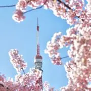 Shine Leeの画像