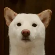 しろしば
