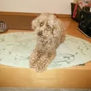 キャン