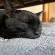 モモモモモ