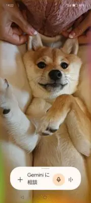 豆ちゃんの画像