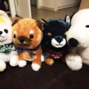 豆しばの画像