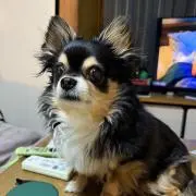 釣りキチ三平