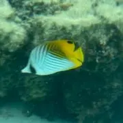 ヒッピー8484の画像