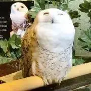 ゆうゆう☆プロフ見てね！☆の画像