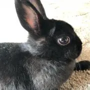 リー