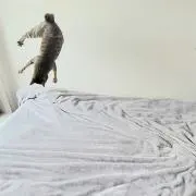 にゃんぱらりの画像