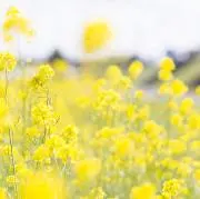 菜の花