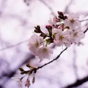 革傘