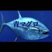 青マグロの画像