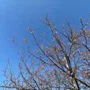 Oジュエラ