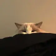 Mの画像