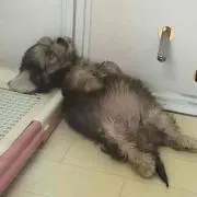 要プロフ確認。
