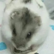 てるるの画像