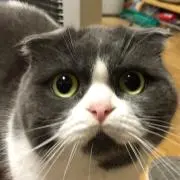 がっちゃん