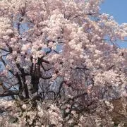 Mの画像