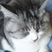 りりの画像