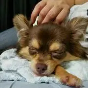 ぽこぱん
