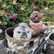 ヨーダパパの画像