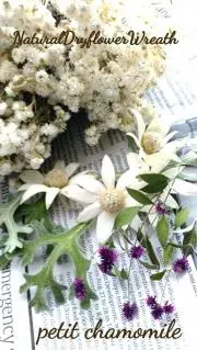 petit chamomile
