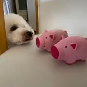 ざわわの画像