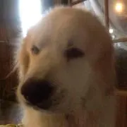 あおい
