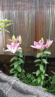 usaco0812の画像