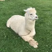 あるぱかある