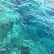 Datsの画像