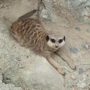 しろくまの画像