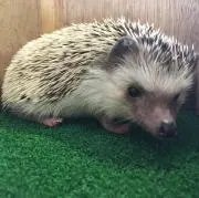 はるまきの画像