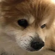 るかっぷの画像
