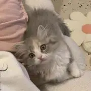 a (プロフ必読)の画像