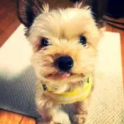 もこもこ