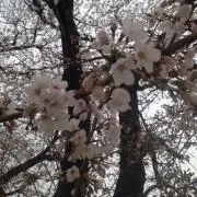 ルナの画像