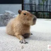 てん。