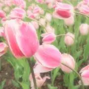 あやぱんの画像