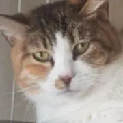 チーコの画像